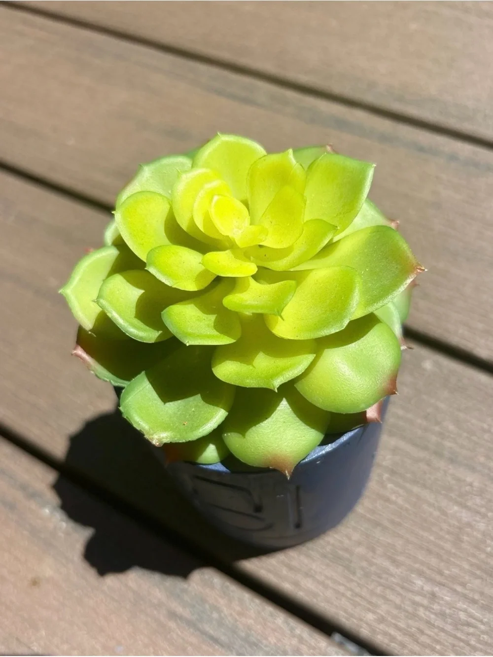 Bright Lime Green Succulent Navy Planter Container